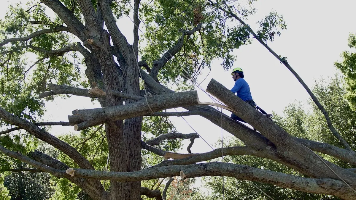 Professional Crown Thinning performed by certified arborists in Beachwood