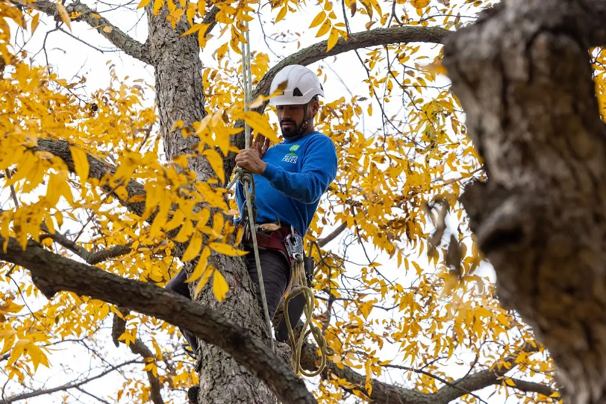 Skilled Tree Transplanting crew working in Beachwood