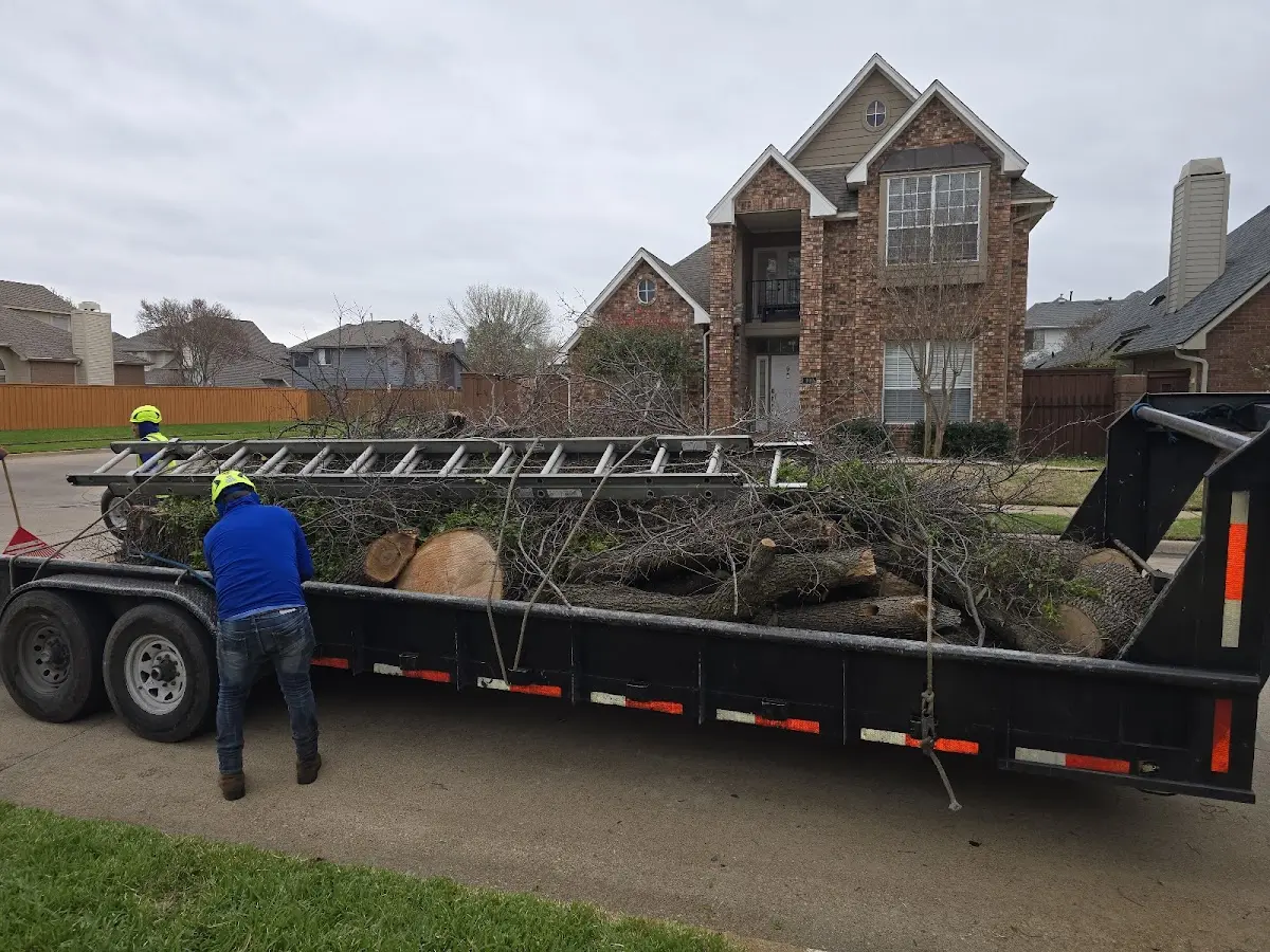 Expert Tree Pest Control with proper safety equipment in Beachwood